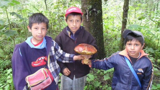  O que a floresta nos oferece 
